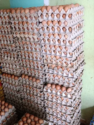 Eggs Tray 420/-