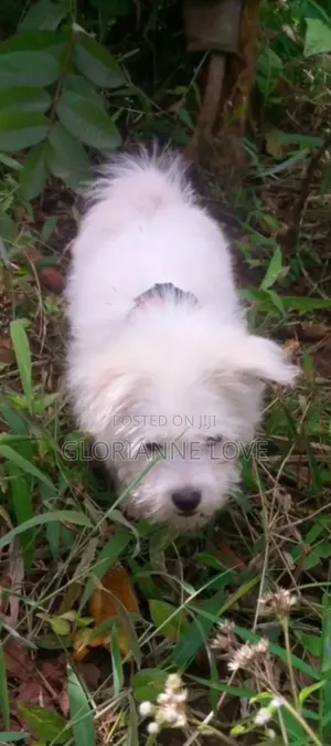 1+ year Male Purebred Maltese