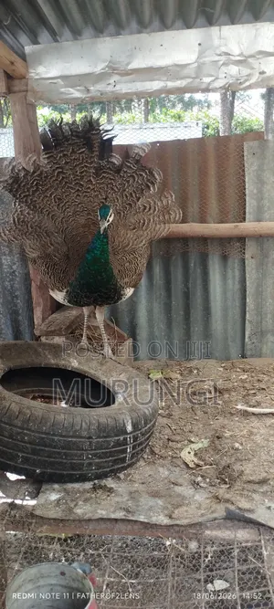 1 Yr Old Peacock