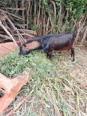 Male Goats for Sale
