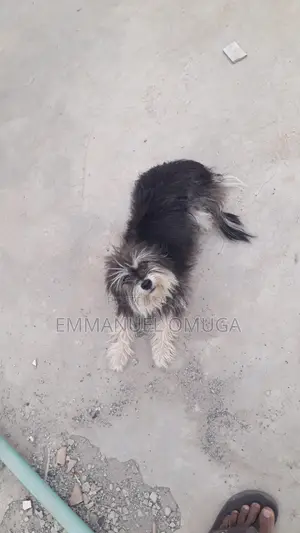 6-12 months Male Purebred Maltese