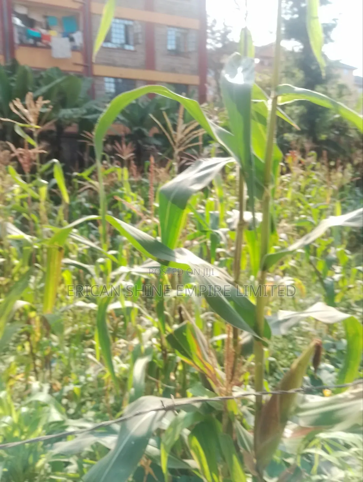 Lowe Kabete 1/8 Plot for Lease