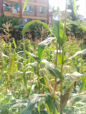 Lowe Kabete 1/8 Plot for Lease