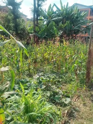 Lowe Kabete 1/8 Plot for Lease