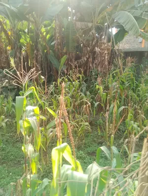 Lowe Kabete 1/8 Plot for Lease