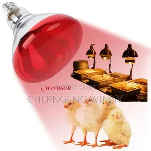 Chicken Bulb