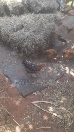 Chickens and Chicks for Sale