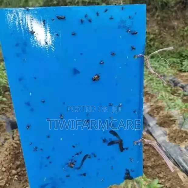 Yellow Blue Sticky Insect Traps (20×25cm)