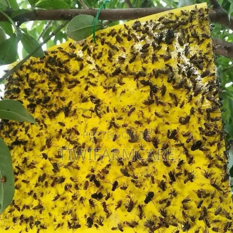 Yellow Blue Sticky Insect Traps (20×25cm)