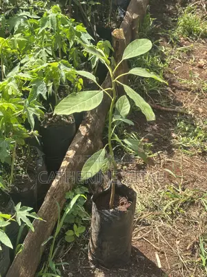 Hass Avocado Seedling