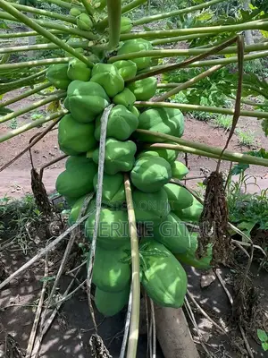 Pawpaw Malkia F1 Seedling