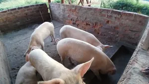 Healthy Fast-Growing Pigs for Sale - Ready for Slaughter Breeding