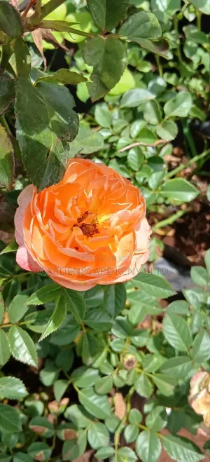 Rose Flowers