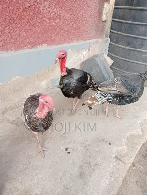 Male Bronze Turkeys
