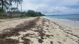 1/4 Acre Beach Plots Msambweni