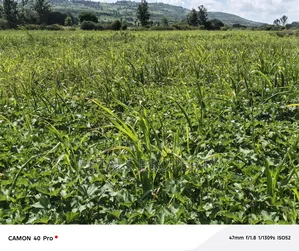 8 Acres for Sale in Moricho, Rongai.