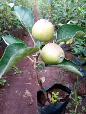Apple Seedlings