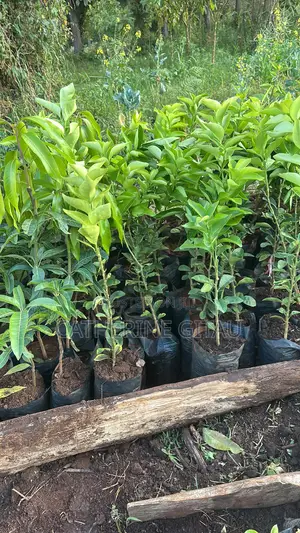 Pixie Oranges Seedlings