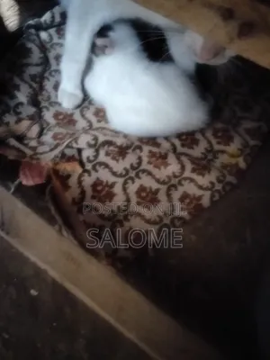 1-3 months Female Mixed Breed Cat