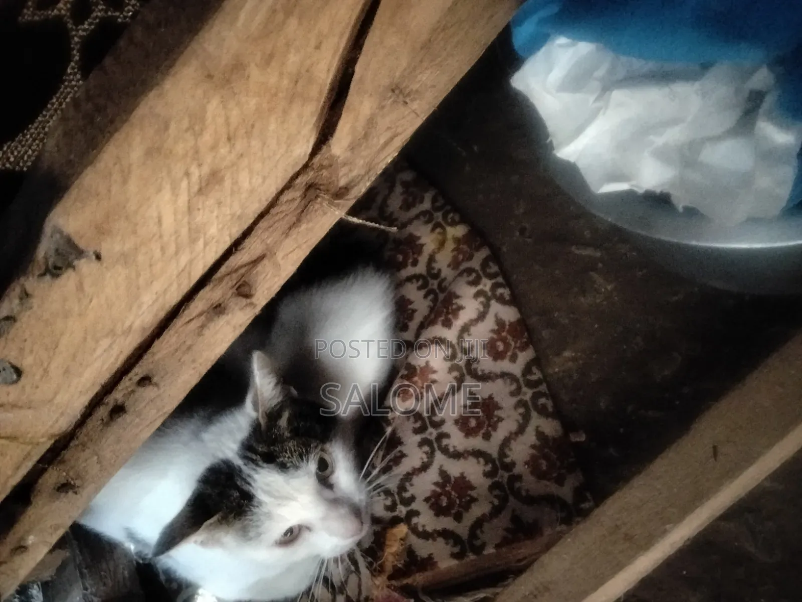 1-3 months Female Mixed Breed Cat