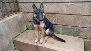3-6 months Male Purebred German Shepherd
