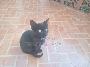 1-3 months Male Mixed Breed American Shorthair