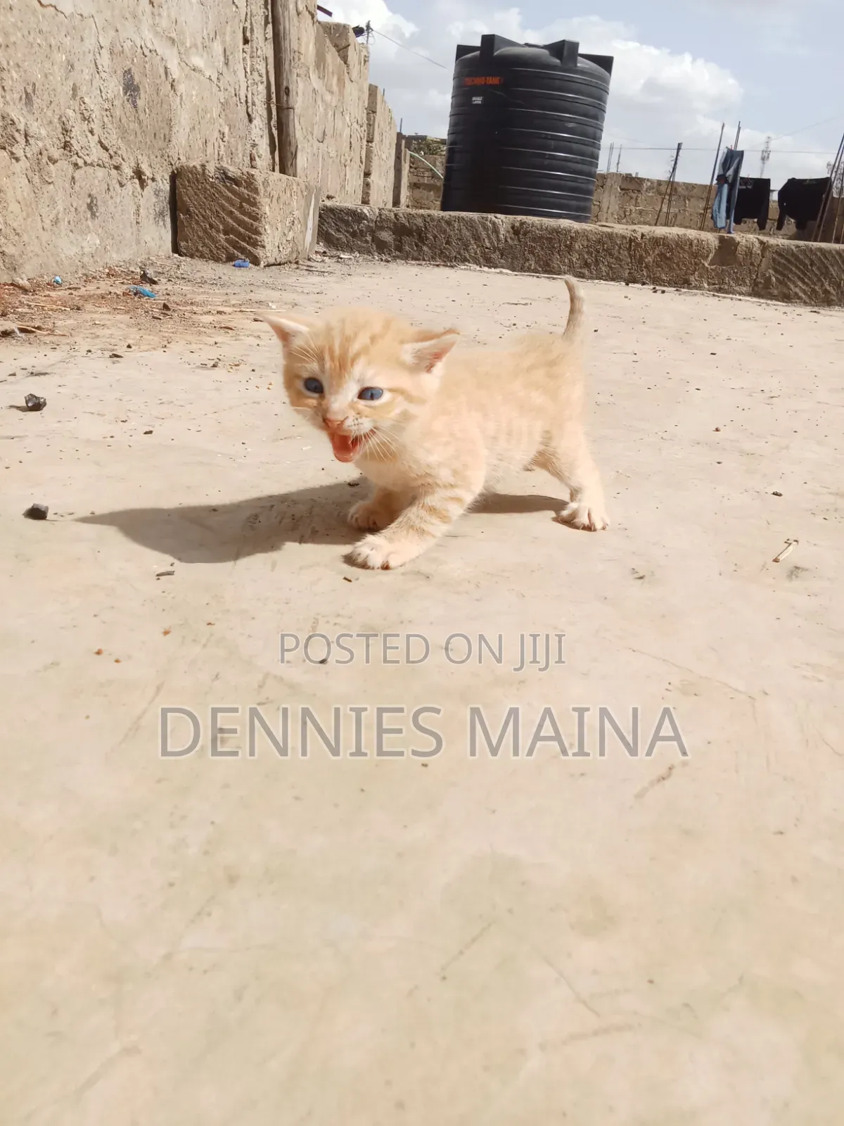1-3 months Male Mixed Breed Persian