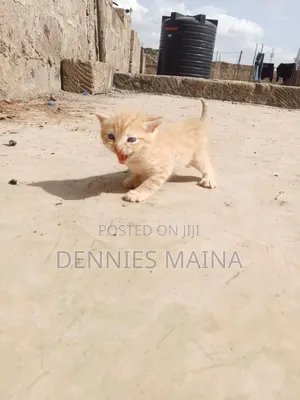 1-3 months Male Mixed Breed Persian
