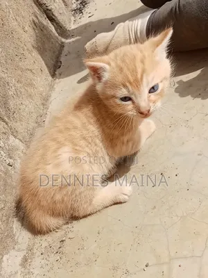 1-3 months Male Mixed Breed American Shorthair