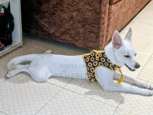 6-12 months Female Purebred Jack Russell Terrier
