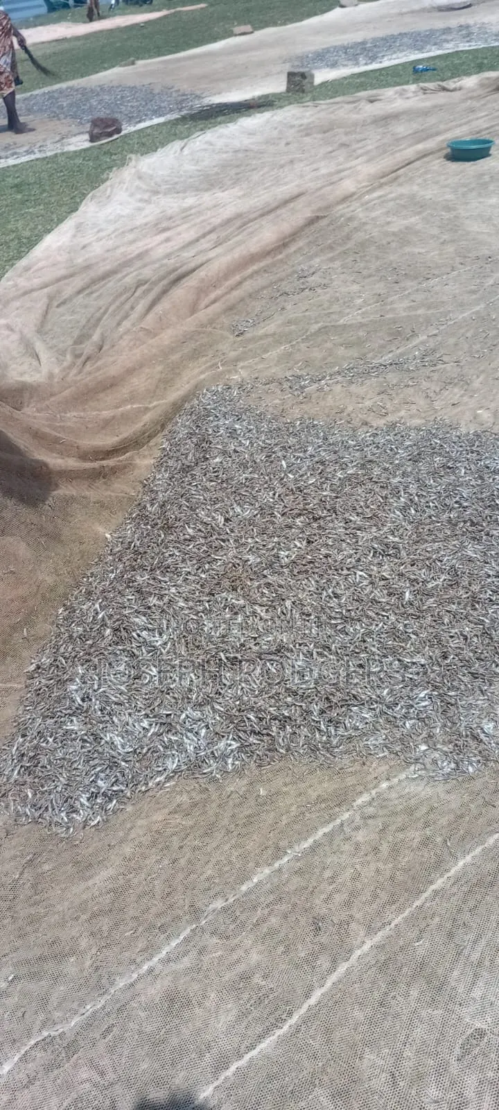 Fresh Omena Available