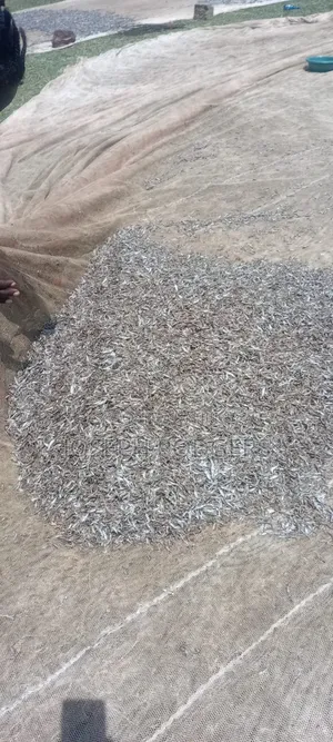 Fresh Omena Available