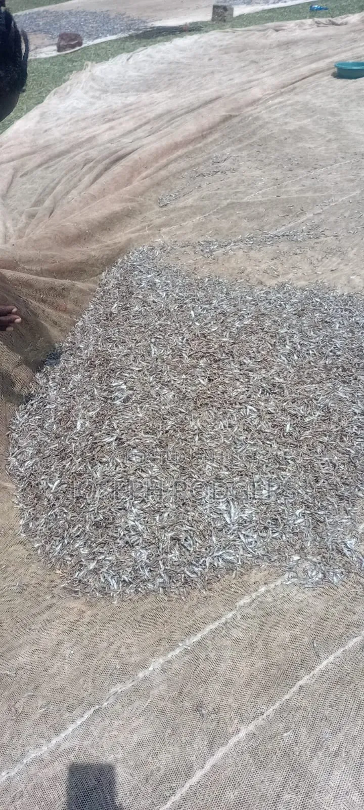 Fresh Omena Available