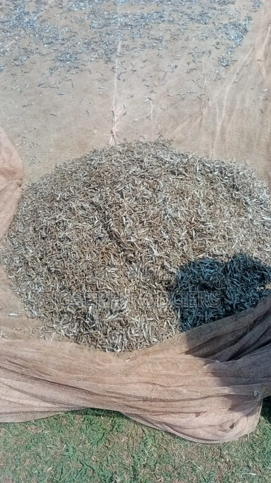 Fresh Omena Available