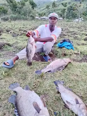Fresh Fish and Omena
