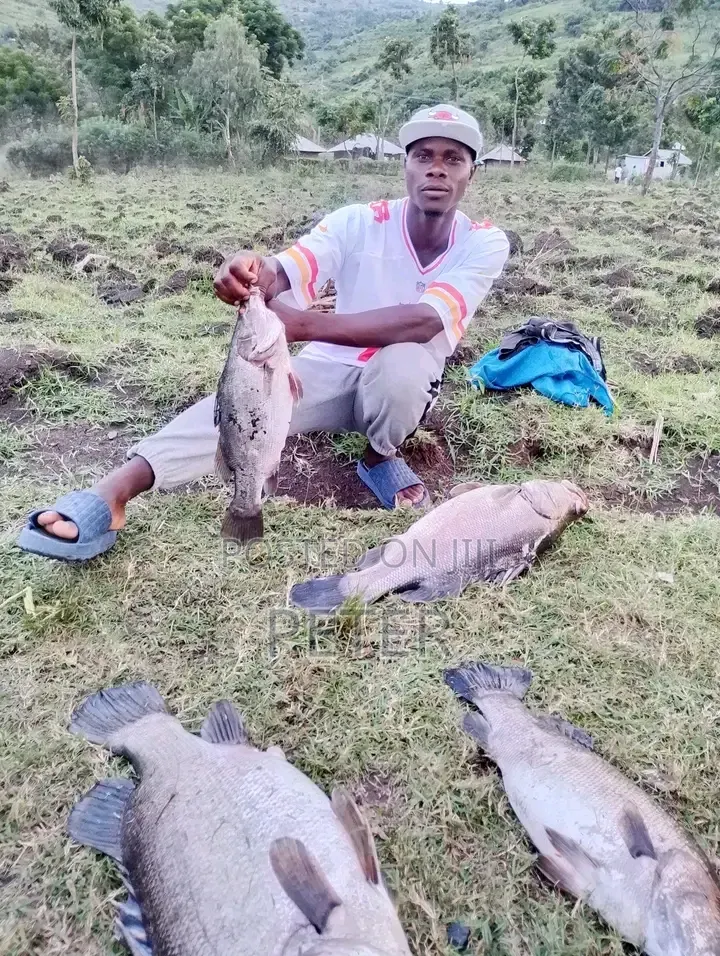 Fresh Fish and Omena