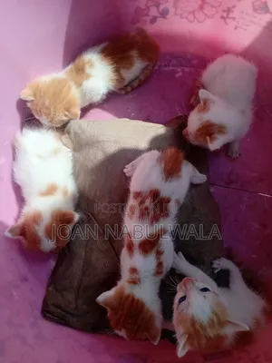 0-1 month Male Mixed Breed Turkish Van