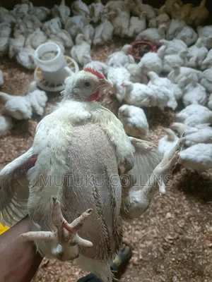 Broiler Chicken