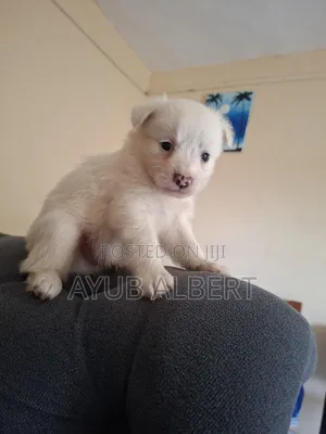 1-3 months Male Purebred Japanese Spitz