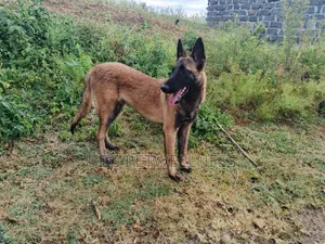 6-12 months Male Purebred Belgian Malinois