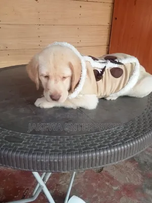 1-3 months Male Purebred Labrador Retriever