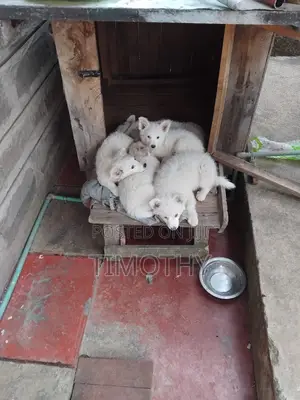 0-1 month Male Purebred Japanese Spitz