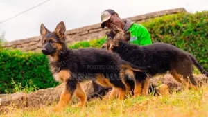 3-6 months Male Purebred German Shepherd