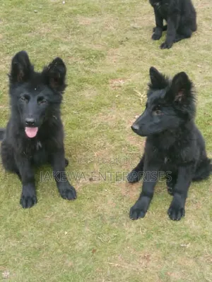 1-3 months Male Purebred German Shepherd