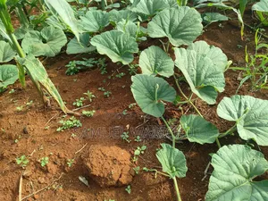 1 ACRE Prime Affordable Land Marereni Malindi