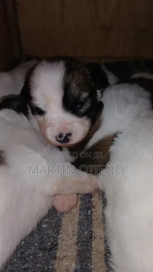1-3 months Male Purebred Japanese Spitz