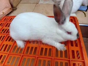 Mature Females(5.5months)For Sale At Kenyatta Road Juja