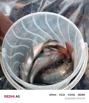 Mature Tilapia Fish