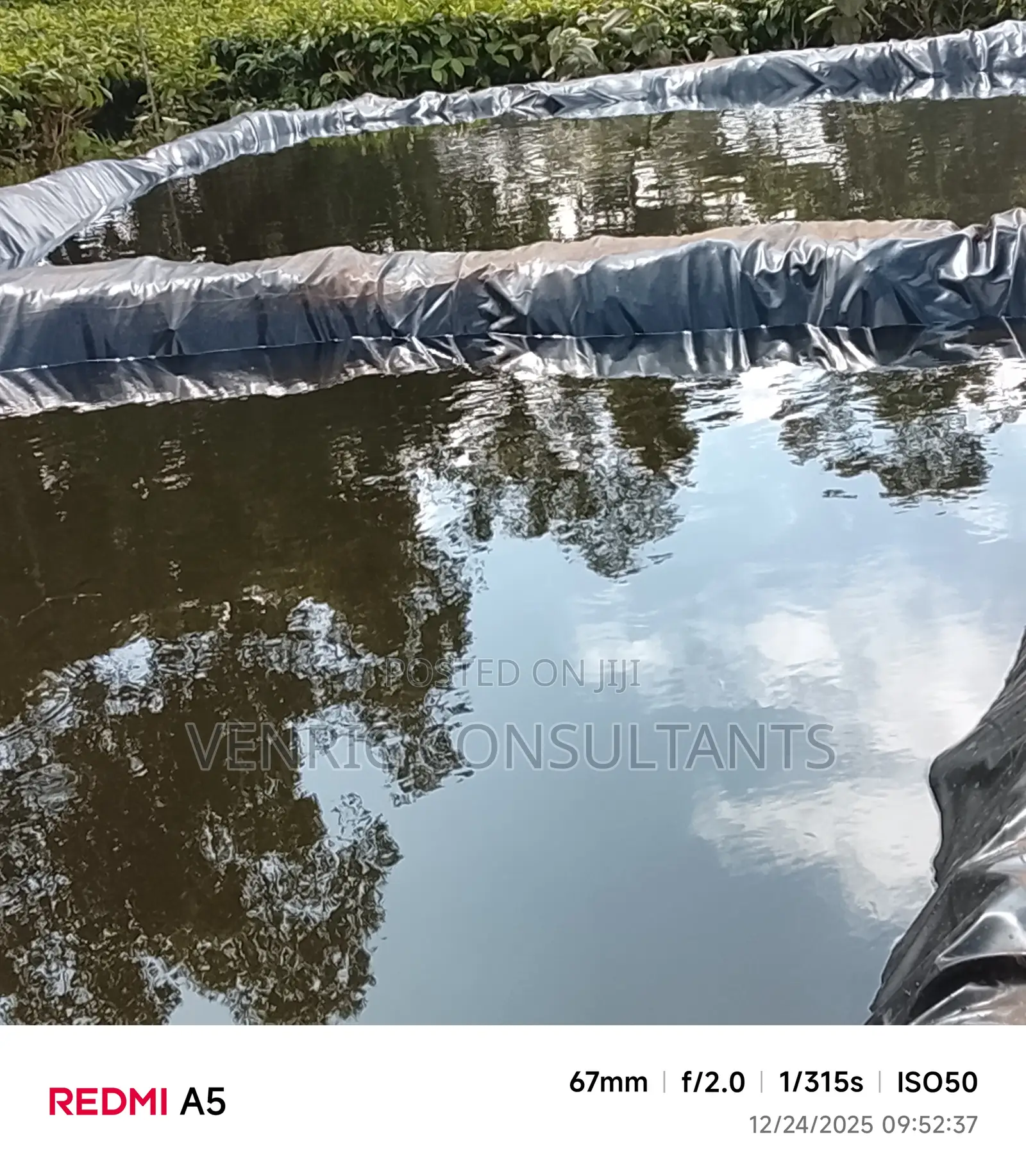 Mature Tilapia Fish