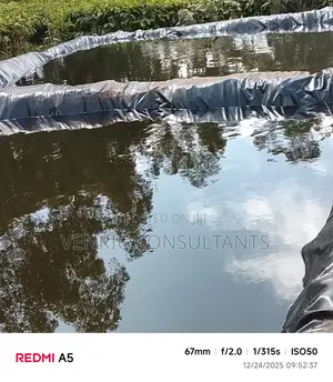 Mature Tilapia Fish